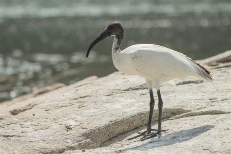Free stock photo of ibis