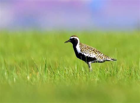 The Beloved Kōlea Birds Return to Hawaiʻi - Hawaii Magazine