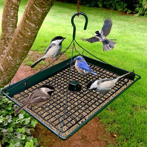 Zenport Platform Tray Bird Feeder & Reviews | Wayfair | Bird feeders, Platform bird feeder ...