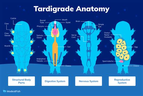 Mind Bloggling Facts About Tardigrades (Water Bears)