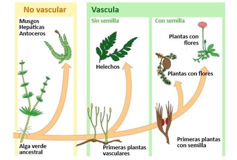 REINO VEGETAL: características y clasificación de las plantas - ¡¡RESUMEN!!