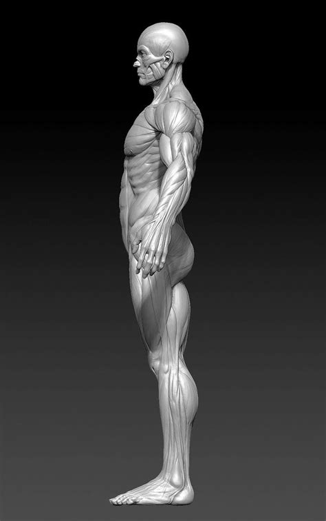 3d Anatomy Model, Anatomy Study, Anatomy For Artists, Anatomy Drawing ...
