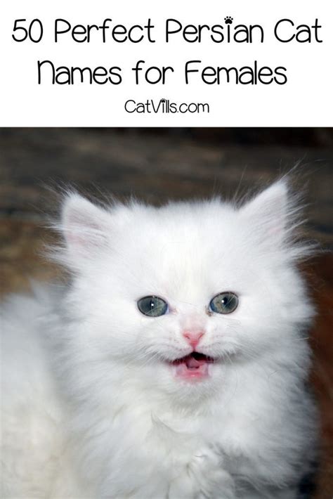 Top 100 Persian Cat Names for Male & Female Kitties | Cat names, Persian cat, Persian kittens