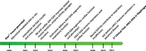 Development of gene therapy for Pompe disease. The mouse model for the ...