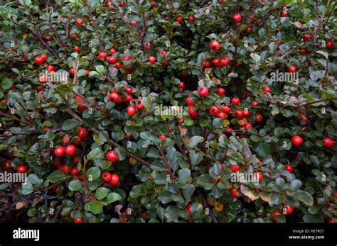 Cotoneaster apiculatus, with berries Stock Photo - Alamy