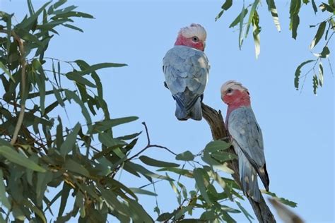 Australian Desert Animals in the Simpson Desert - The Wildlife Diaries