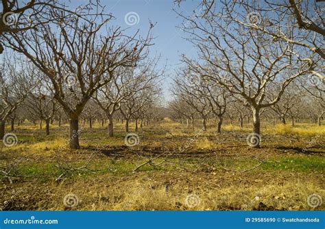 Pistachio Tree Farm in Winter Stock Photo - Image of deciduous ...