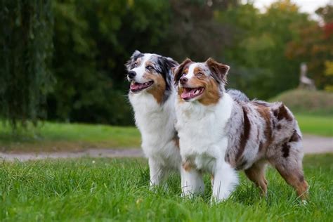 Australian Shepherd Breed Facts | MetLife Pet Insurance