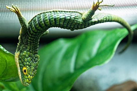 Mexican Alligator Lizard Care, Habitat & Diet Guide (Abronia Graminea)