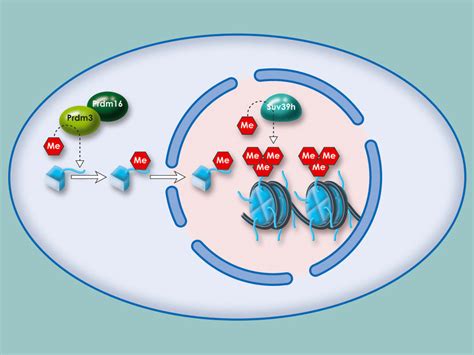 Making and breaking heterochromatin | Max Planck Society