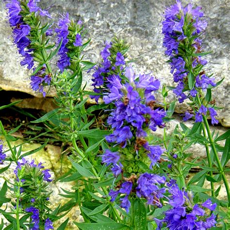 Hyssop Blue - 1 Plant - Garden Kitchen Herb For Cooking