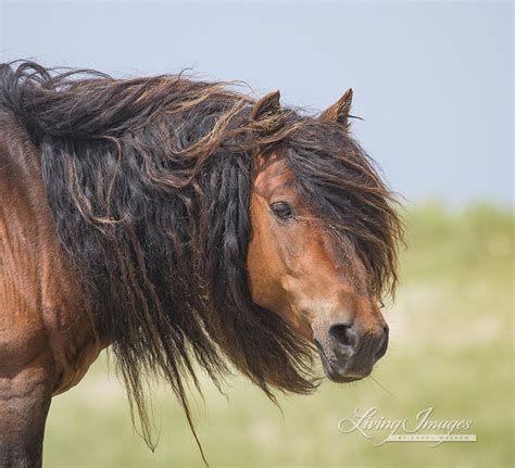 Horse Photography Sable Island Wild Stallion Print Sable | Etsy