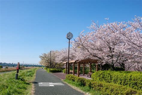 Arakawa River Cherry Blossoms in Japan Tokyo Editorial Stock Photo - Image of material, place ...