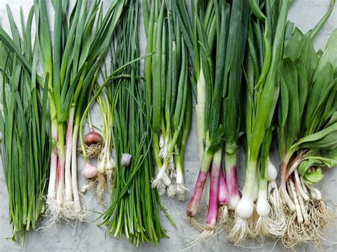 What Is the Difference Between Chives Vs Scallions - Recipes.net