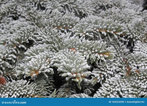 Evergreen Tree with Snow Close-up Stock Photo - Image of crystal, snow: 103223298