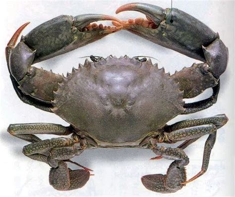 Mud Crab, जीवित केकड़ा, लाइव क्रैब in Jodhpur Garden, Kolkata , Bengal ...