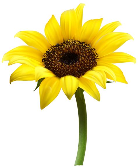 Beautiful Sunflower Transparent PNG Clip Art Image - Clip Art Library