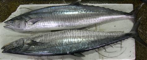 Spanish Mackerel | Anrajfish.com