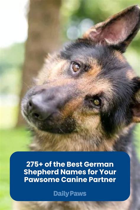 275+ of the Best German Shepherd Names for Your Canine Partner