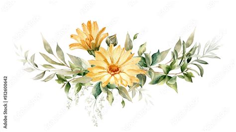 Calendula flower arrangement. Watercolor botanical illustration for herbal medicine products ...