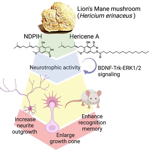 Lion’s Mane Mushrooms Improve Memory, Study Finds