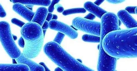 Is Lactobacillus Acidophilus Vegan And Dairy-Free? | Veganoga