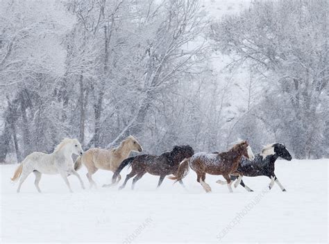 Quarter horses running in snow - Stock Image - C041/1604 - Science Photo Library