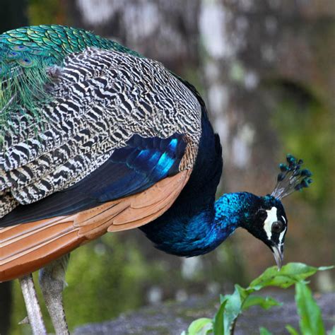 Hawaiʻi Birding Trails | Indian peafowl