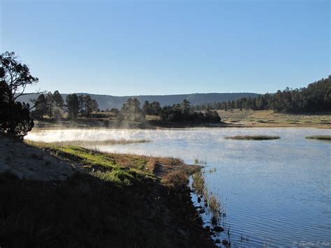 The Elk Sing-off at Quemado Lake - Wild Mountain Echoes