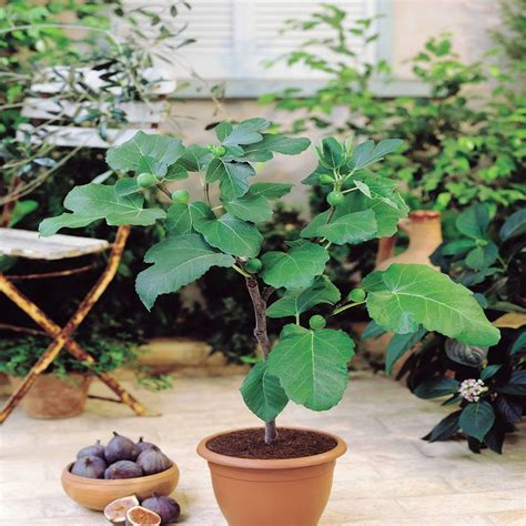 Fig Tree - Ficus carica Jerusalem - 1 tree: Amazon.co.uk: Garden & Outdoors