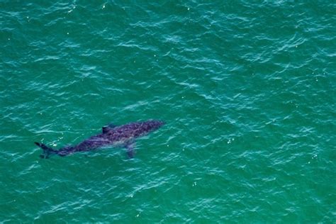 Shark Bites Angler While Spearfishing Off Florida Coast - The Science Latest