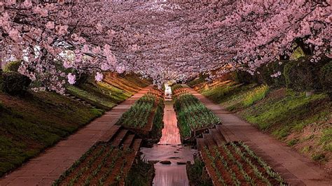 HD wallpaper: Japan, Yokohama, cherry blossom, garden | Wallpaper Flare