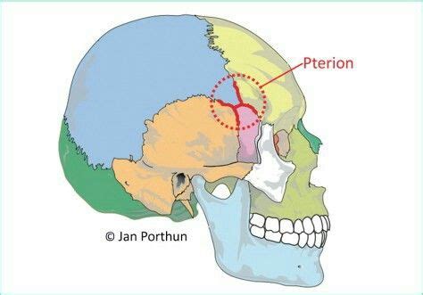 Pterion | Anatomy, Anatomy art, Face anatomy