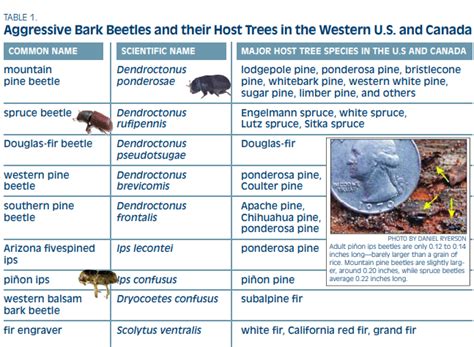 weltanschuuang: Bark Beetles