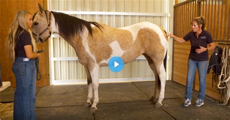 Tail Stretches and Lumbar Lift for Horses in 2022 | Horses, Horse ...