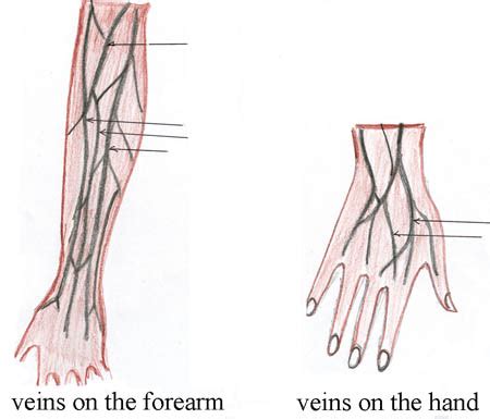 On the left is an image of the veins in the forearm and on the right is an image of the veins in ...