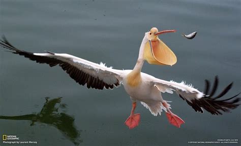 Great White Pelican : PicsOfUnusualBirds