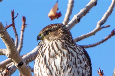 Cooper's Hawk - SW Idaho : r/birdsofprey