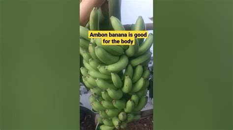 Ambon banana is good for the body #agriculture #fruit #fruitgarden # ...