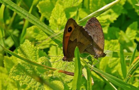 Free picture: butterfly, insect, nature, invertebrate