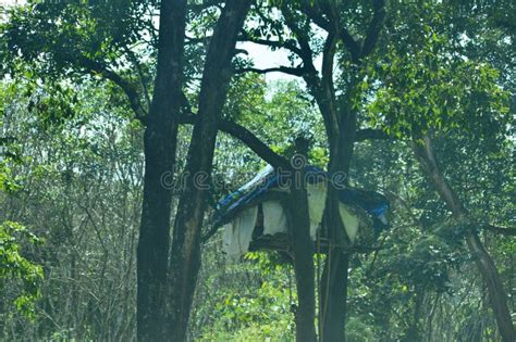 Tree House and the Green Nature Stock Photo - Image of leaf, woodland: 201906152