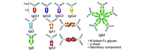 | Structures of antibody isotypes and subclasses. Fc domains are in... | Download Scientific Diagram