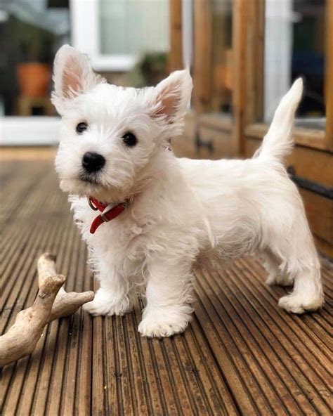 This is my humans favourite photo of me when I was a puppy #westie #westhighlandwhiteterriers # ...