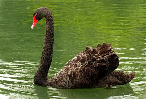 The black swan (Cygnus atratus) | The black swan (Cygnus atr… | Flickr