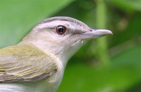 Bill Hubick Photography - Red-eyed Vireo (Vireo olivaceus)