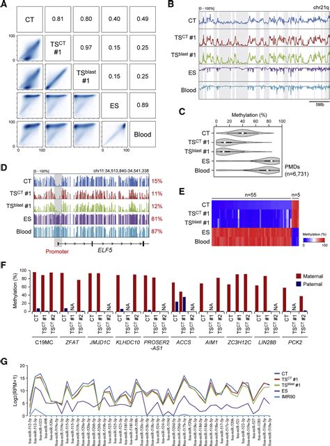 Derivation of Human Trophoblast Stem Cells: Cell Stem Cell