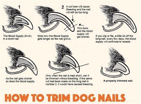 How To Cut A Dog's Nails That Are Black at nedrmoeller blog