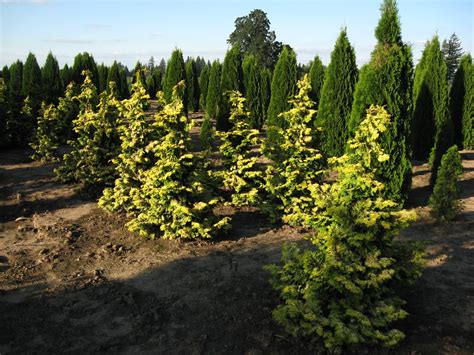 Chamaecyparis obtusa ‘Confucius’ | Kiefer Nursery: Trees, Shrubs ...