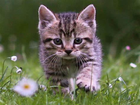 Cute Tabby Kitten Wallpaper | Free Kitten Downloads