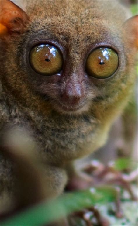 Tarsier Facts - Animal Facts Encyclopedia